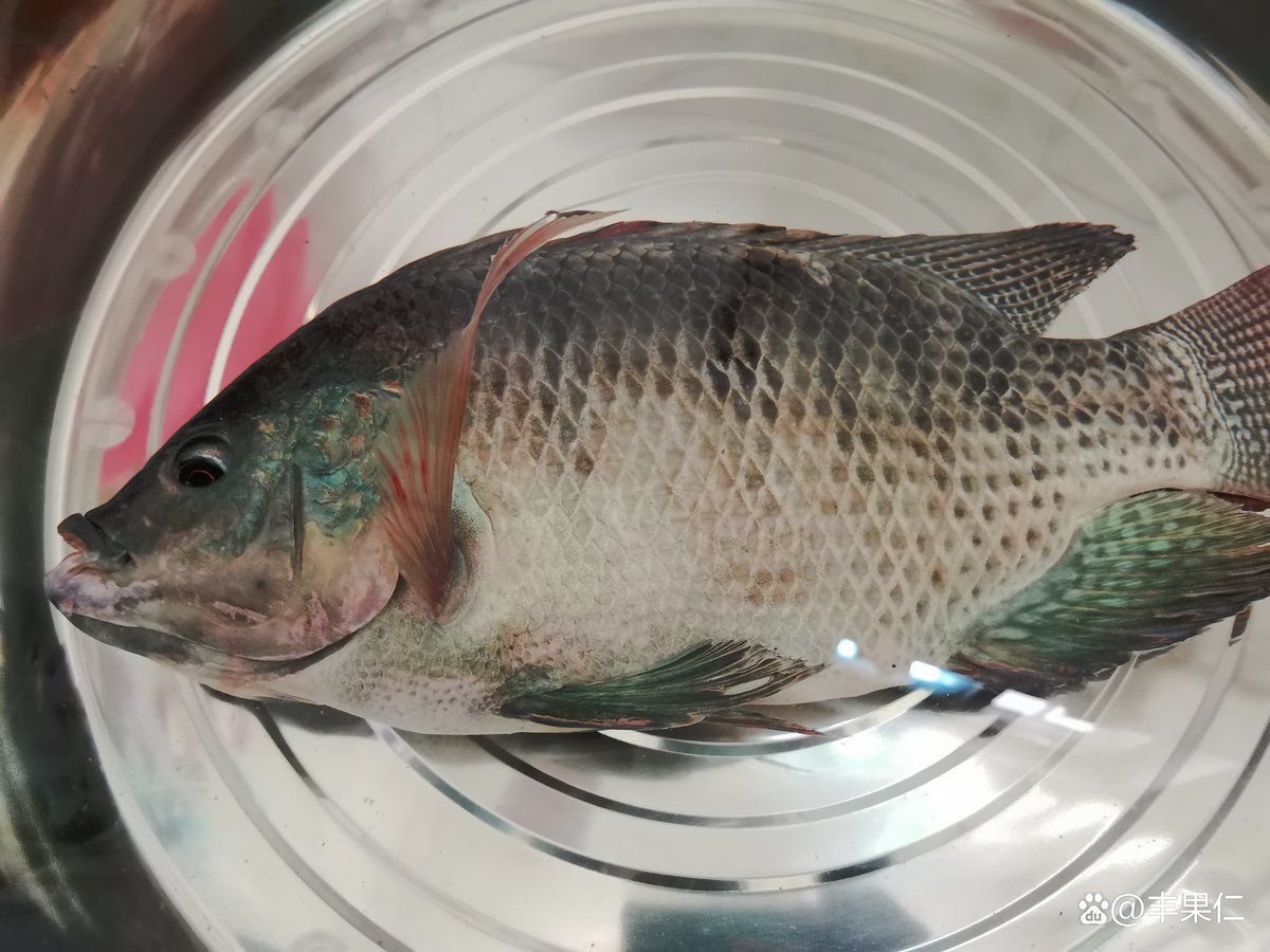 如何預防李亞龍魚病？，“李亞龍魚”并非標準水產科學研究院技術指南及預防措施