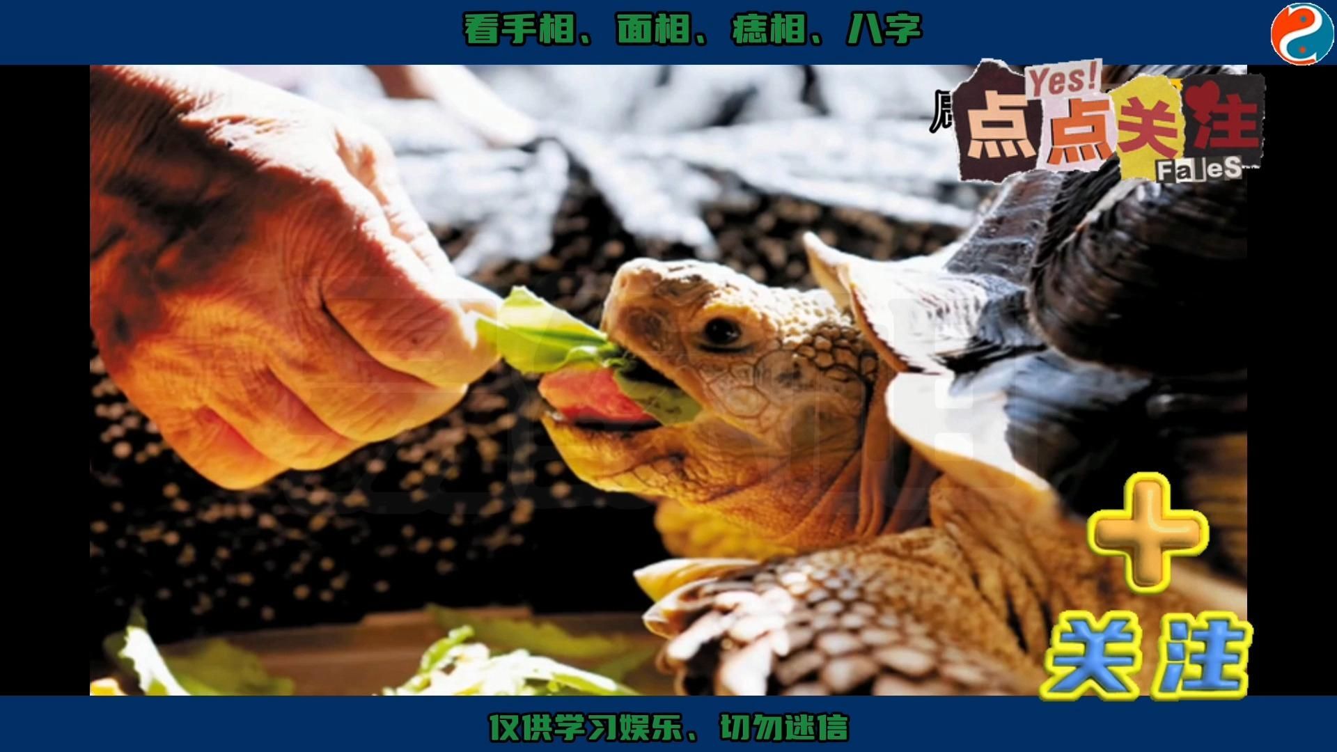 哪些龜適合放在家里財(cái)位，哪些龜適合放在家里財(cái)位，最適合放在家財(cái)位的龜