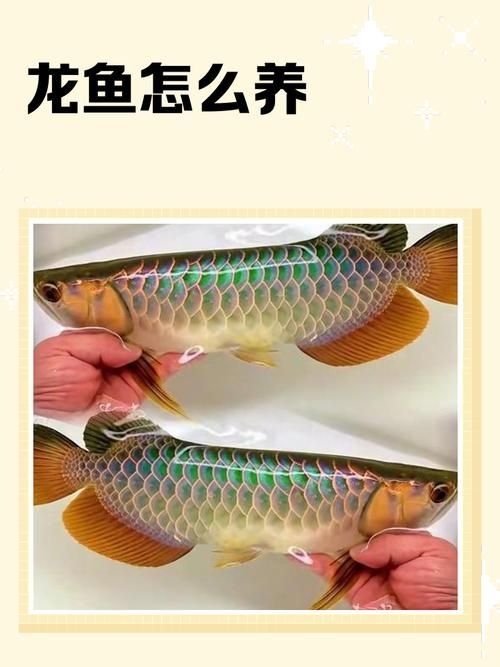 如何預(yù)防龍魚細(xì)菌感染疾?。?，mcp工具arxiv論文助手預(yù)防龍魚細(xì)菌感染預(yù)防措施