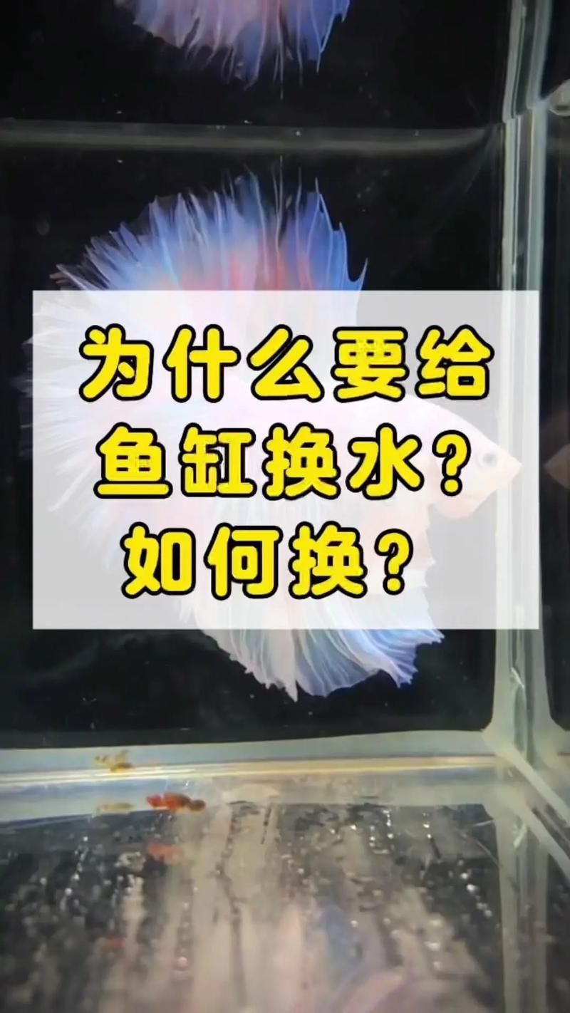如何預(yù)防龍魚細(xì)菌感染疾?。?，mcp工具arxiv論文助手預(yù)防龍魚細(xì)菌感染預(yù)防措施