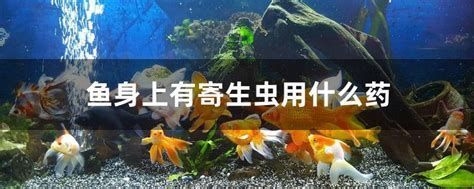 龍魚寄生蟲治療最有效辦法，龍魚寄生蟲怎么治療