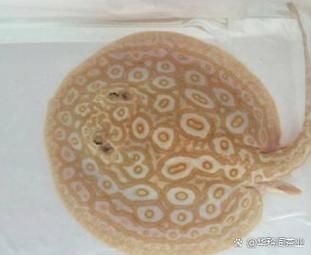 白子黑帝王魟魚的市場價格是多少？，白子黑帝王魟魚市場價格大幅回落，市場價格大幅回落