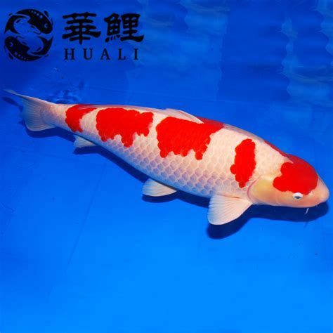 白色錦鯉身體發紅是怎么回事，白色錦鯉身體發紅是怎么回事白色錦鯉身體發紅是怎么回事