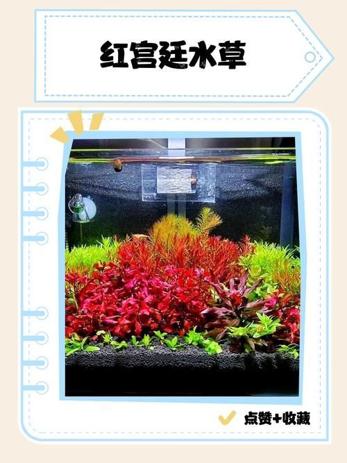 過背金龍魚缸中水草的生長周期，過背金龍魚缸中水草生長周期的生長周期的詳細(xì)數(shù)據(jù)