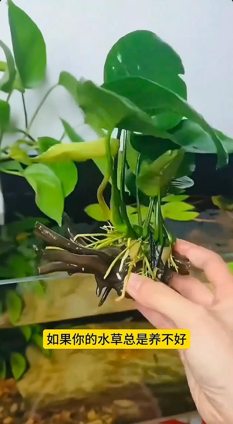 過背金龍魚缸中水草的生長周期，過背金龍魚缸中水草生長周期的生長周期的詳細(xì)數(shù)據(jù)