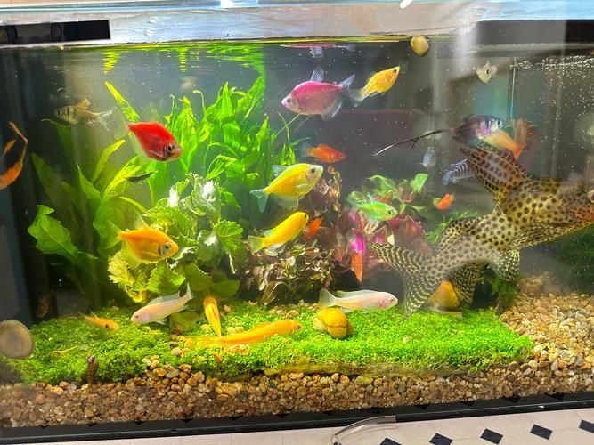 過背金龍魚缸中水草的生長周期，過背金龍魚缸中水草生長周期的生長周期的詳細(xì)數(shù)據(jù)