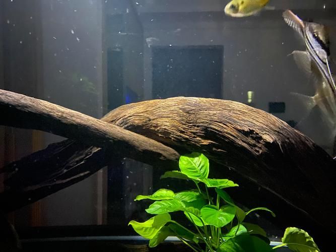 過背金龍魚缸中水草的生長周期，過背金龍魚缸中水草生長周期的生長周期的詳細(xì)數(shù)據(jù)