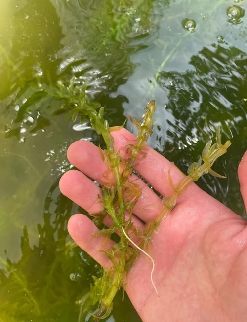 過背金龍魚缸中水草的生長周期，過背金龍魚缸中水草生長周期的生長周期的詳細(xì)數(shù)據(jù)