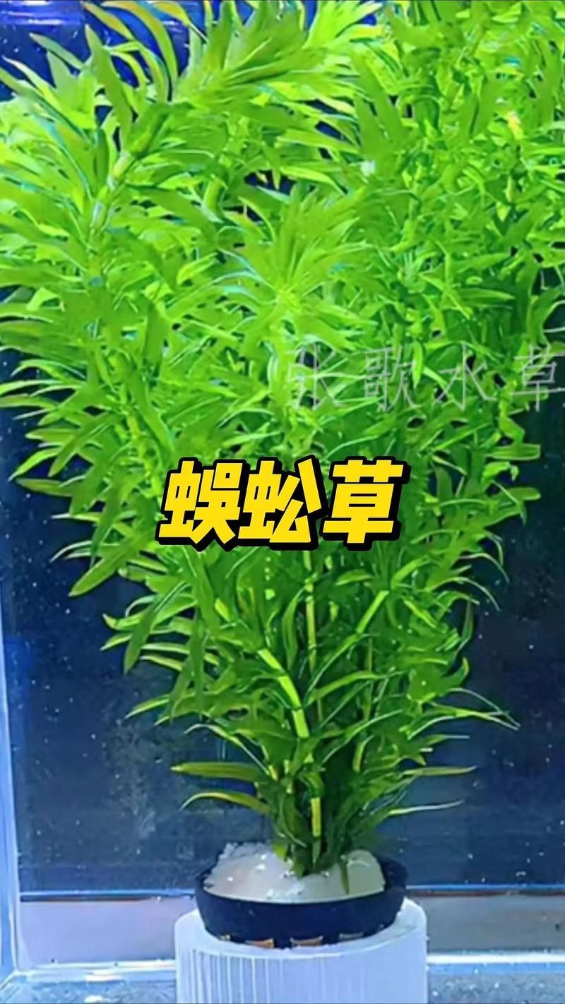 過背金龍魚缸中水草的生長周期，過背金龍魚缸中水草生長周期的生長周期的詳細(xì)數(shù)據(jù)