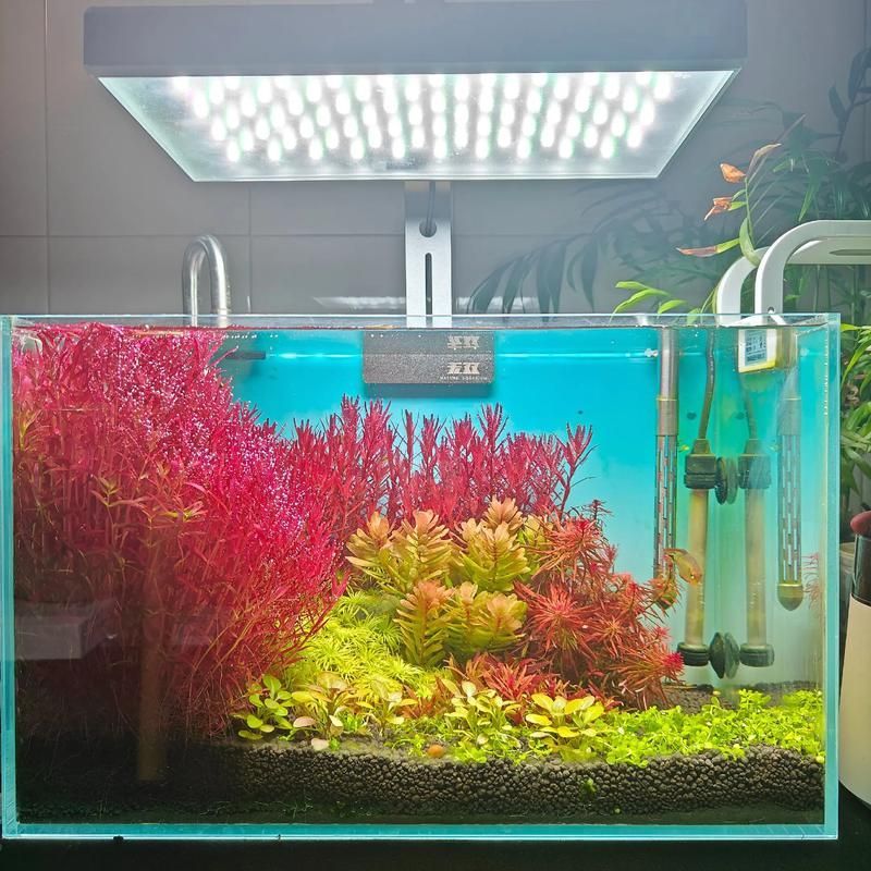 過背金龍魚缸中水草的生長周期，過背金龍魚缸中水草生長周期的生長周期的詳細(xì)數(shù)據(jù)