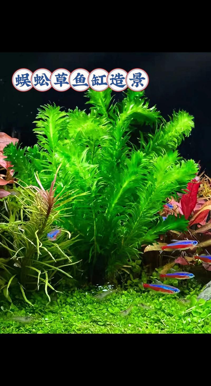 過背金龍魚缸中水草的生長周期，過背金龍魚缸中水草生長周期的生長周期的詳細(xì)數(shù)據(jù)
