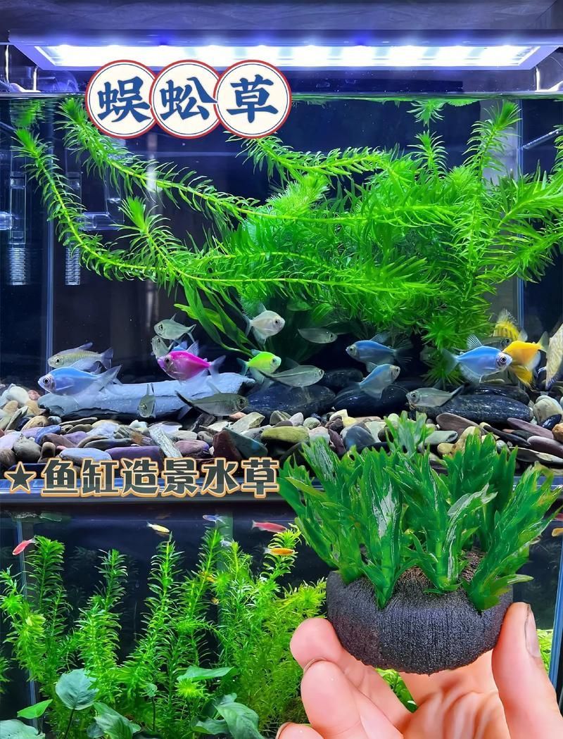 過背金龍魚缸中水草的生長周期，過背金龍魚缸中水草生長周期的生長周期的詳細(xì)數(shù)據(jù)