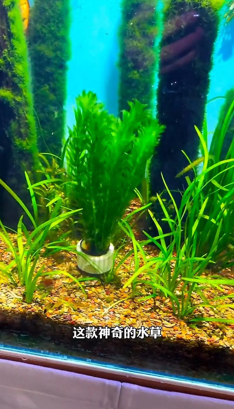 過背金龍魚缸中水草的生長周期，過背金龍魚缸中水草生長周期的生長周期的詳細(xì)數(shù)據(jù)