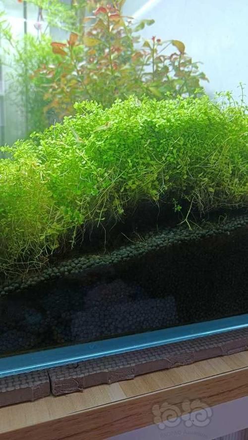 過背金龍魚缸中水草的生長周期，過背金龍魚缸中水草生長周期的生長周期的詳細(xì)數(shù)據(jù)