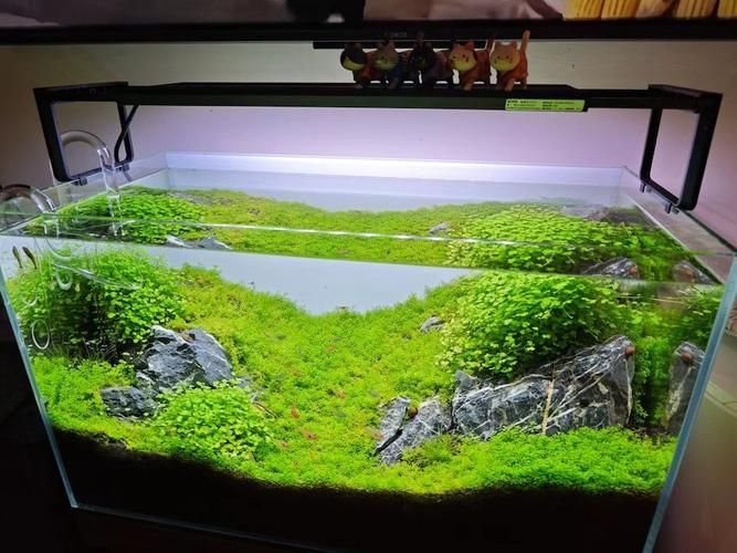 過背金龍魚缸中水草的生長周期，過背金龍魚缸中水草生長周期的生長周期的詳細(xì)數(shù)據(jù)
