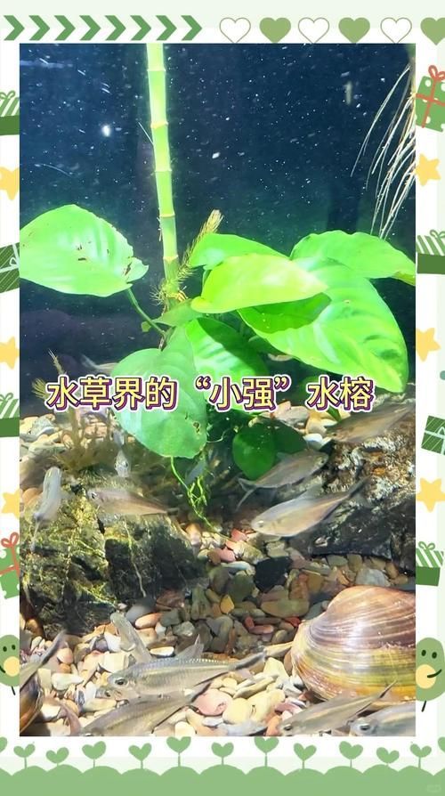 過背金龍魚缸中水草的生長周期，過背金龍魚缸中水草生長周期的生長周期的詳細(xì)數(shù)據(jù)