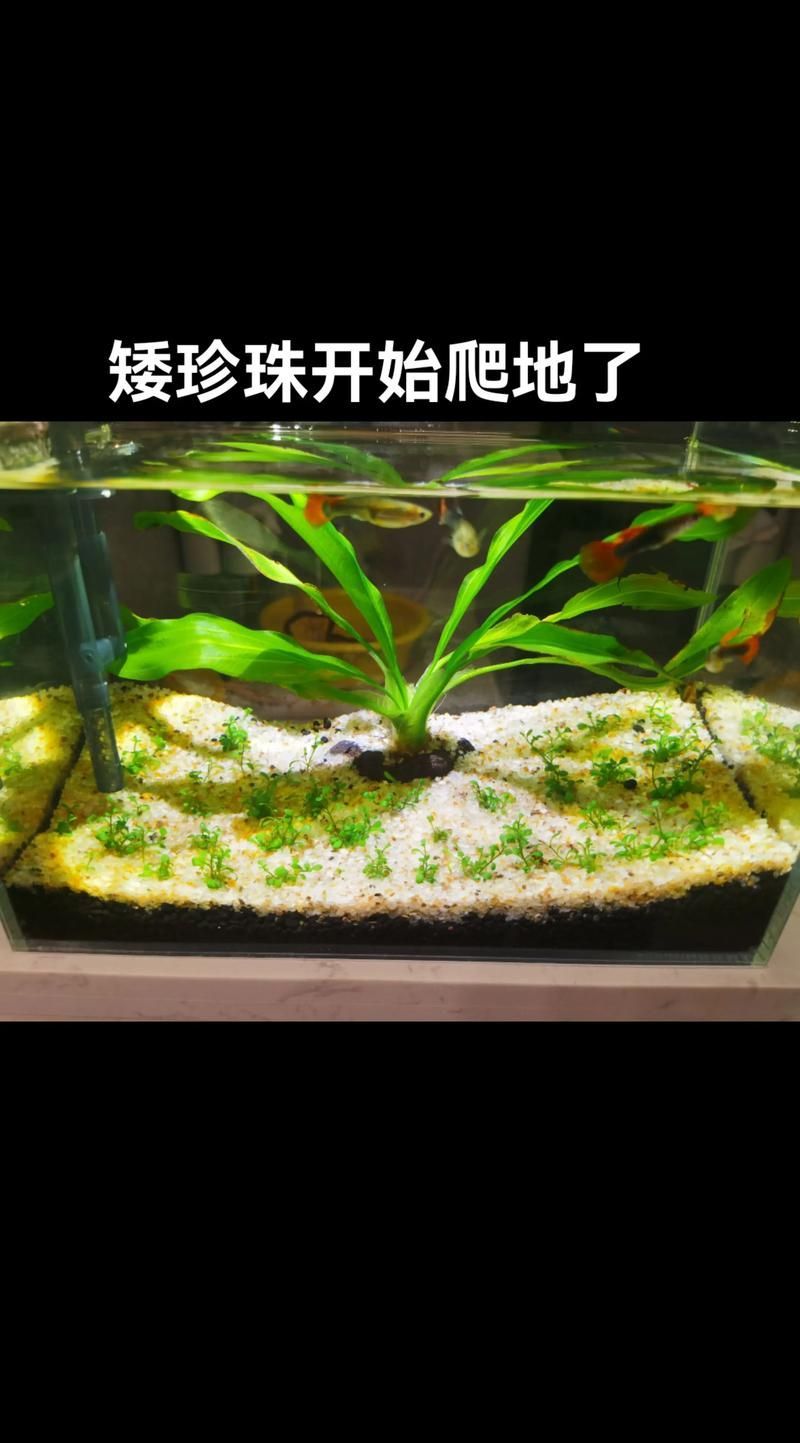 過背金龍魚缸中水草的生長周期，過背金龍魚缸中水草生長周期的生長周期的詳細(xì)數(shù)據(jù)
