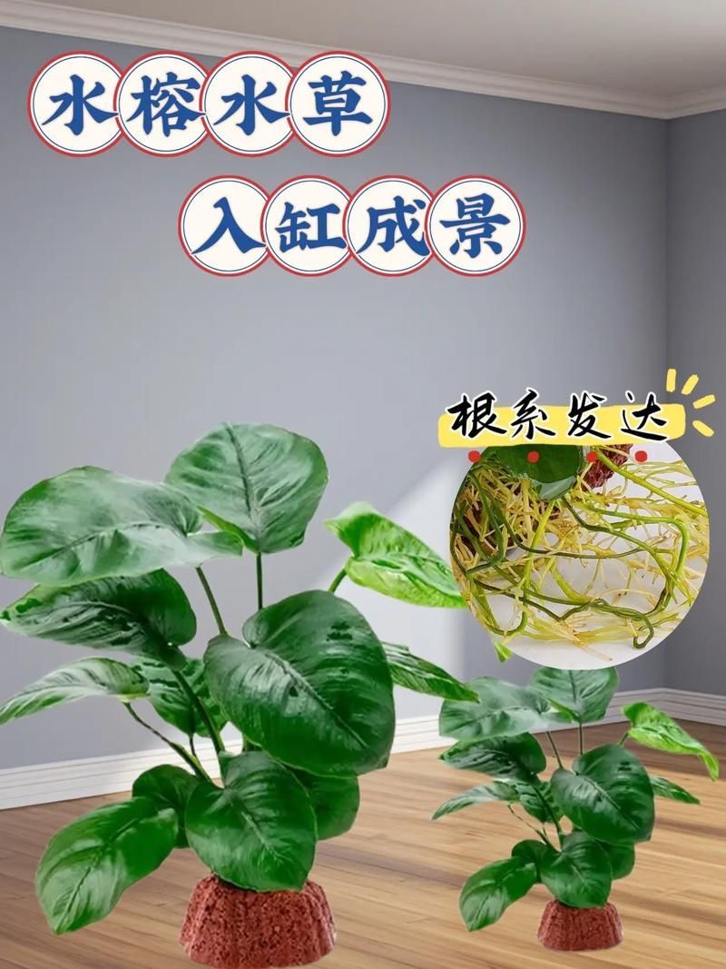 過背金龍魚缸中水草的生長周期，過背金龍魚缸中水草生長周期的生長周期的詳細(xì)數(shù)據(jù)
