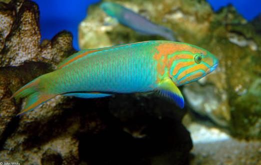 名貴龍魚的市場價格如何？，名貴龍魚價格揭秘自在獨行記
