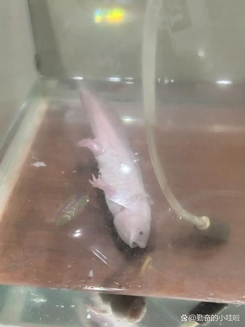 能提供六角恐龍魚假死狀態的圖片嗎，六角恐龍魚會進入“假死”狀態嗎六角恐龍魚假死狀態圖片