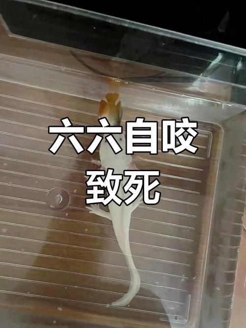 能提供六角恐龍魚假死狀態的圖片嗎，六角恐龍魚會進入“假死”狀態嗎六角恐龍魚假死狀態圖片