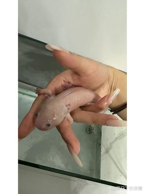 能提供六角恐龍魚假死狀態的圖片嗎，六角恐龍魚會進入“假死”狀態嗎六角恐龍魚假死狀態圖片
