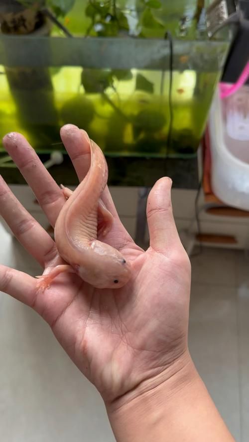 能提供六角恐龍魚假死狀態的圖片嗎，六角恐龍魚會進入“假死”狀態嗎六角恐龍魚假死狀態圖片