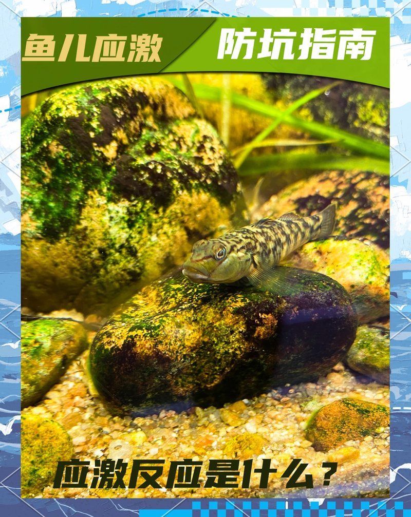 如何預(yù)防魚類處于應(yīng)激狀態(tài)