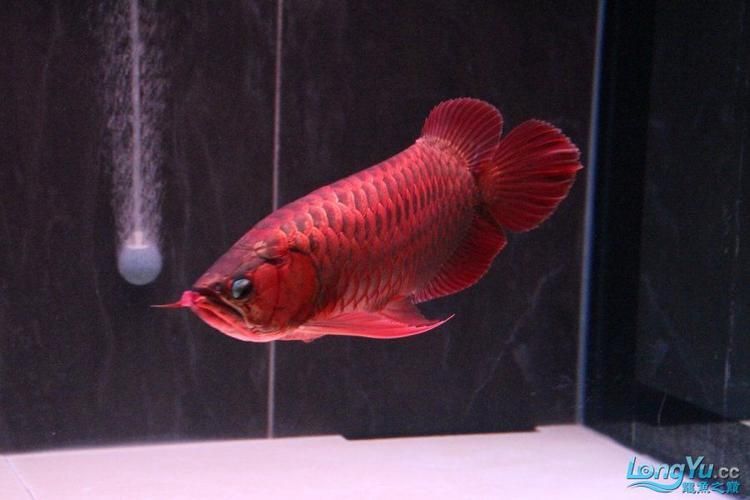 如何判斷紅龍魚的檔次，如何判斷紅龍魚的檔次，紅龍魚的價格
