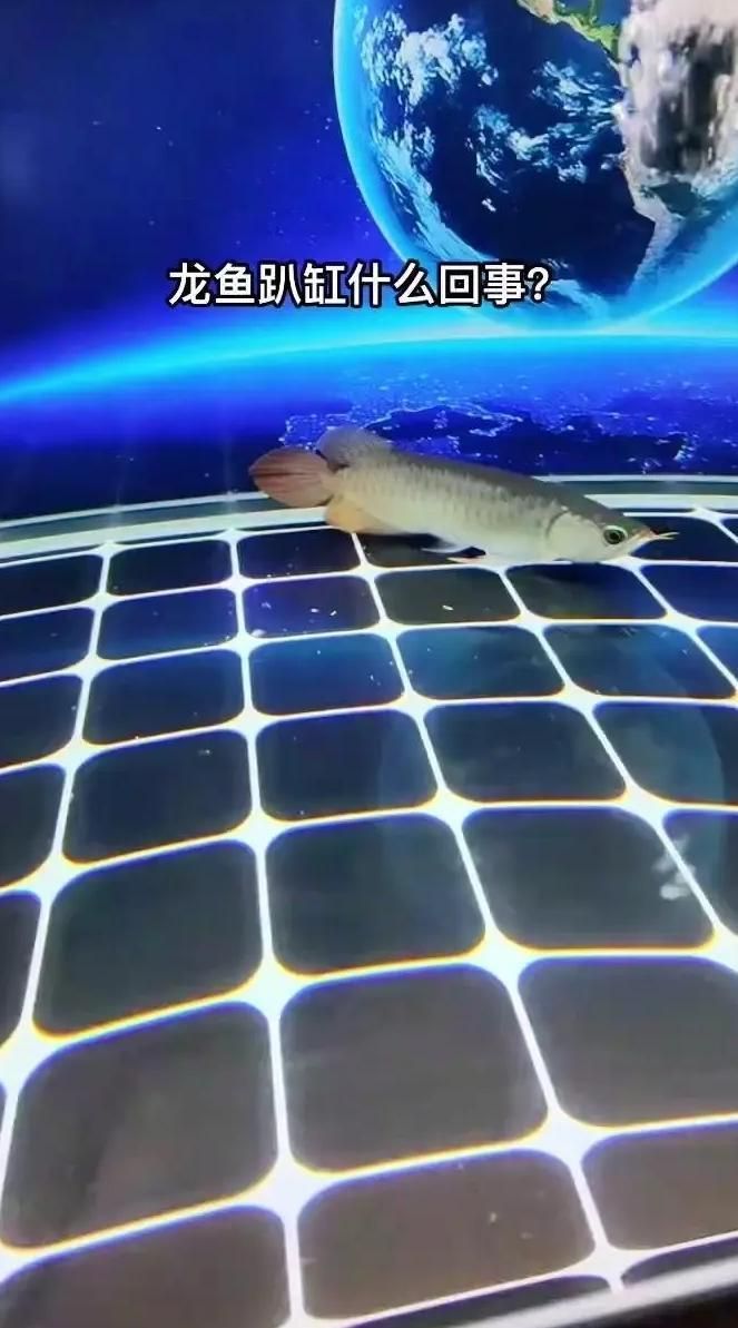 龍魚趴缸一招教你解決，龍魚趴缸怎么辦？