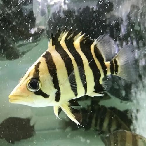 印尼四紋虎的價格是多少？，印尼四紋虎價格是多少印尼四紋虎的價格是多少