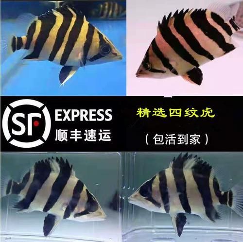 印尼四紋虎的價格是多少？，印尼四紋虎價格是多少印尼四紋虎的價格是多少