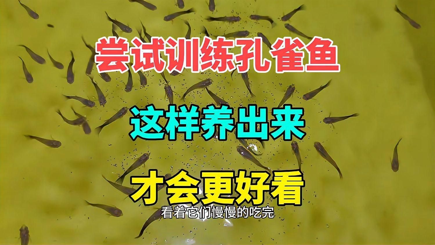 給我一些孔雀魚的飼養(yǎng)技巧，孔雀魚的飼養(yǎng)技術(shù)