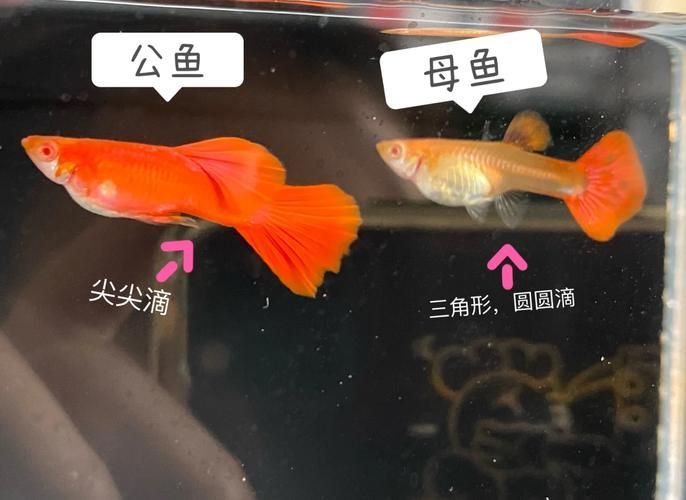 給我一些孔雀魚的飼養(yǎng)技巧，孔雀魚的飼養(yǎng)技術(shù)
