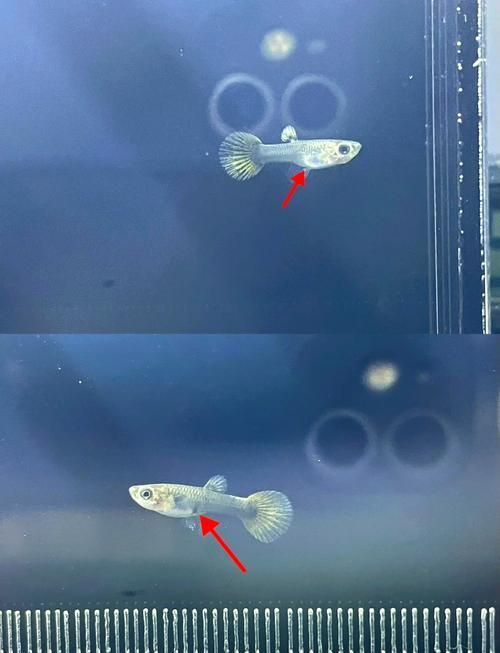 給我一些孔雀魚的飼養(yǎng)技巧，孔雀魚的飼養(yǎng)技術(shù)