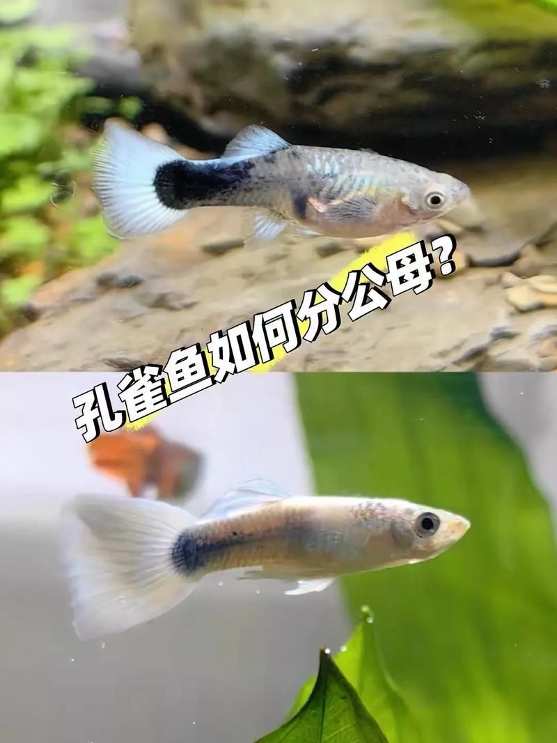 給我一些孔雀魚的飼養(yǎng)技巧，孔雀魚的飼養(yǎng)技術(shù)
