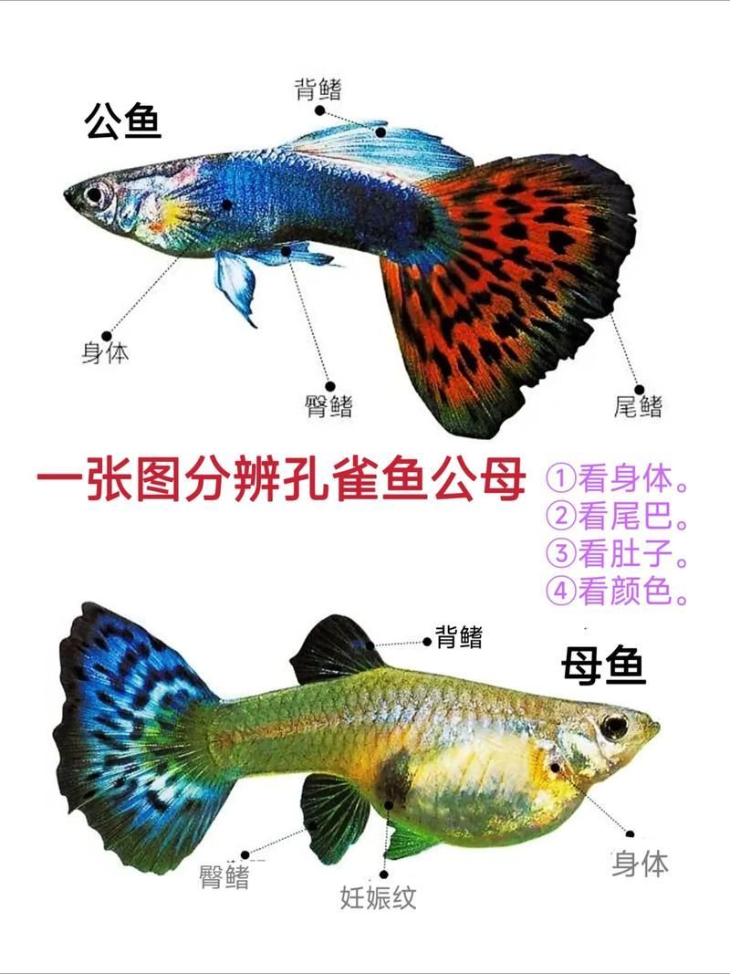 給我一些孔雀魚的飼養(yǎng)技巧，孔雀魚的飼養(yǎng)技術(shù)