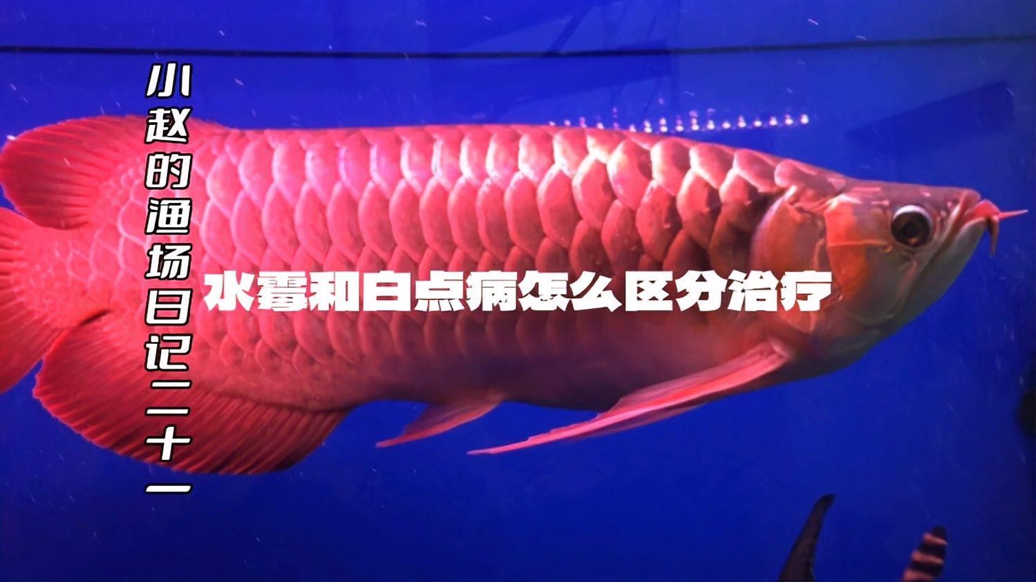 龍魚生病了應該換多少水？，龍魚常見病換水對照表