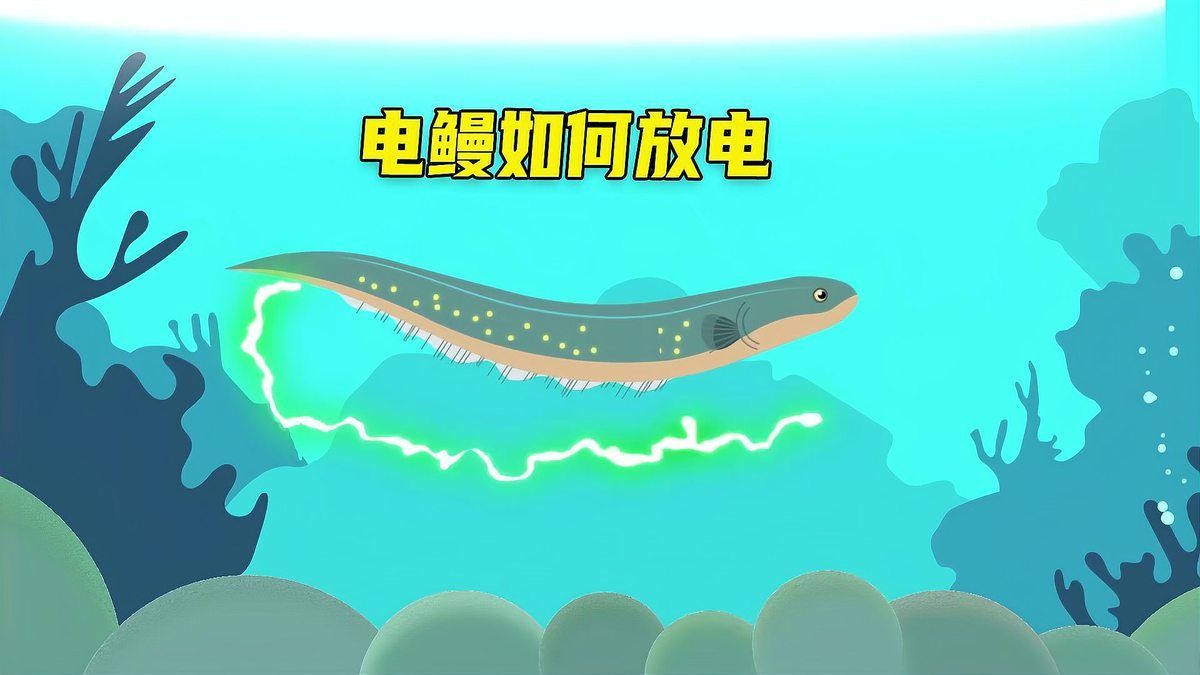 電鰻和龍魚哪個更有藥用價值？，電鰻和龍魚哪個更有藥用價值用戶要求1000字說明和配圖