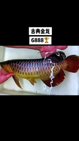 如何鑒別古典過背金龍魚的品質，古典過背金龍魚的品質如何鑒別古典過背金龍魚的品質