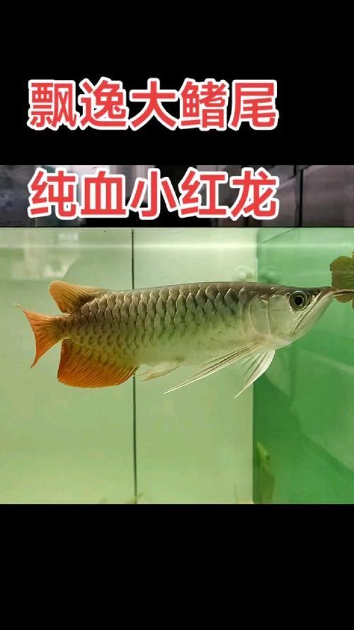 給我一些小紅龍魚的圖片，關于小紅龍魚的品種對比表，小紅龍魚的價格是多少