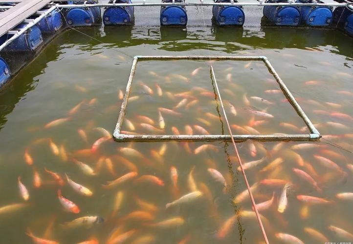 港南龍魚的市場需求如何？，港南龍魚的市場需求分析