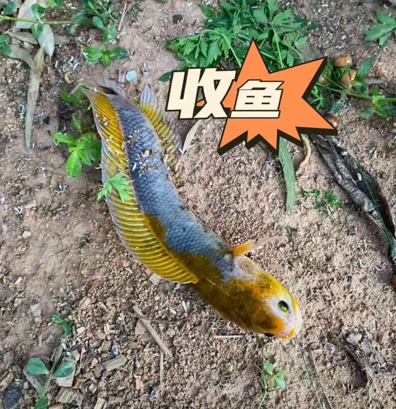 給我一些區分真假中華七星龍魚的圖片對比，區分真假中華七星龍魚的圖片對比