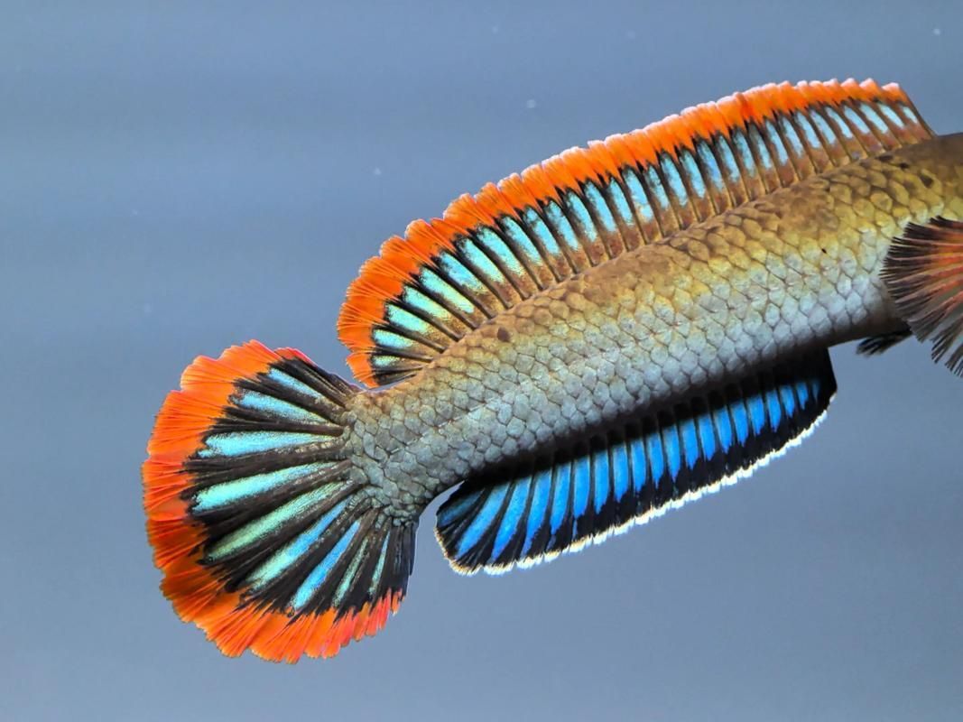 如何挑選和烹飪雷龍魚(yú)，如何挑選雷龍魚(yú)
