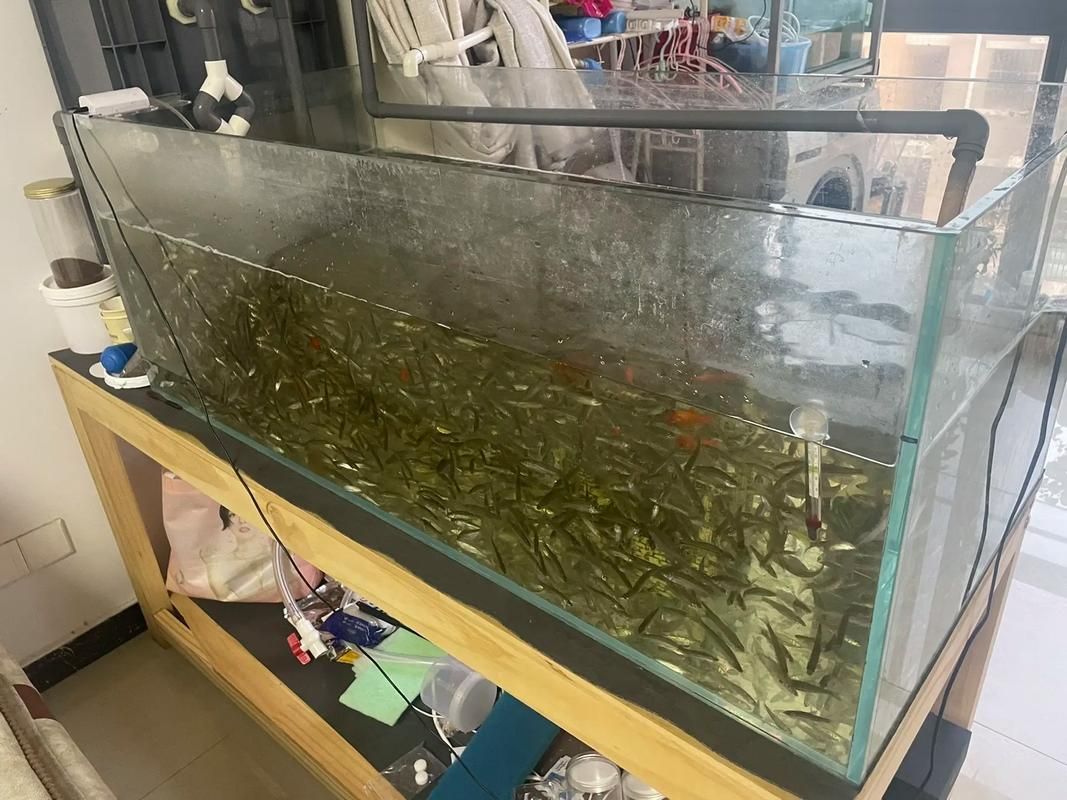 銀龍魚適合哪些魚缸材質(zhì)，銀龍魚缸材質(zhì)選擇銀龍魚缸材質(zhì)的核心邏輯是什么