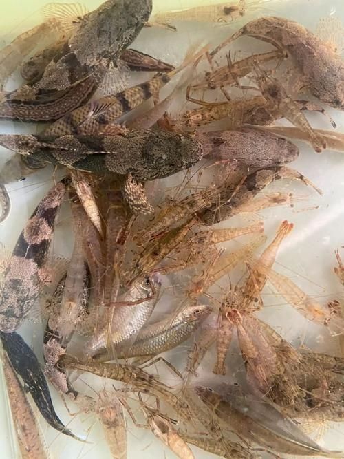 給我一份銀龍魚新手飼養 checklist，新手飼養銀龍魚的基本知識