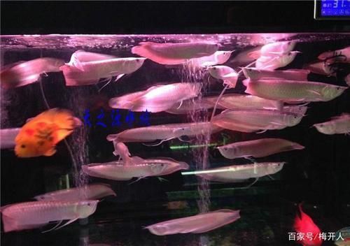 給我一份銀龍魚新手飼養 checklist，新手飼養銀龍魚的基本知識