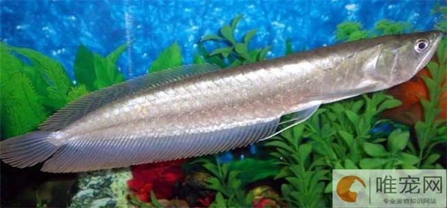給我一份銀龍魚新手飼養 checklist，新手飼養銀龍魚的基本知識