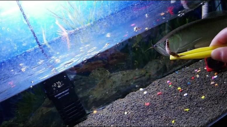 給我一份銀龍魚新手飼養 checklist，新手飼養銀龍魚的基本知識