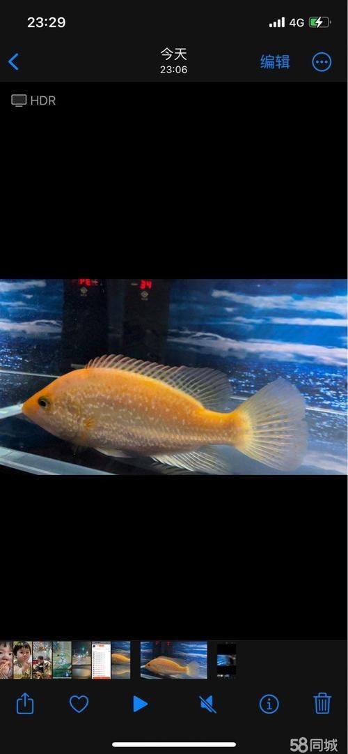 哪里可以購買到七彩金龍魚？，七彩金龍魚價格范圍是多少七彩金龍魚購買避坑指南
